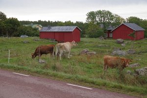 IMGP2806